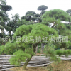 湖南長(zhǎng)沙【紅楓苗圃】基地直銷優(yōu)質(zhì)苗木青楓量大價(jià)優(yōu) 歡迎訂購(gòu)
