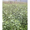 供應(yīng)高30-40-50-60-70-80公分AA豆腐樹苗，斑鳩葉，臭黃荊，短柄腐卑，觀音樹