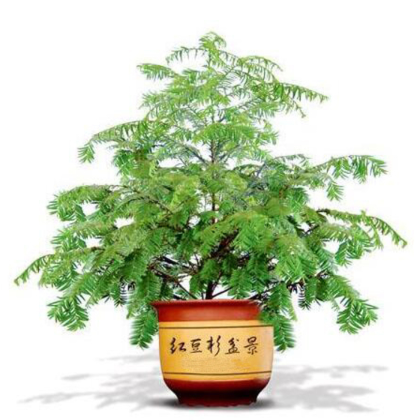 供應(yīng) 紅豆杉 綠色植物 紅豆杉 各種年份均有各種造型孔雀 鴕鳥