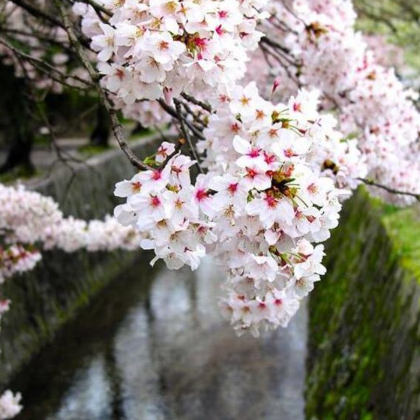 供應(yīng) 庭院花苗櫻花樹苗日本櫻花苗/嫁接櫻花苗當(dāng)年開花/地栽櫻花樹苗