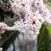 供應(yīng) 庭院花苗櫻花樹苗日本櫻花苗/嫁接櫻花苗當(dāng)年開花/地栽櫻花樹苗