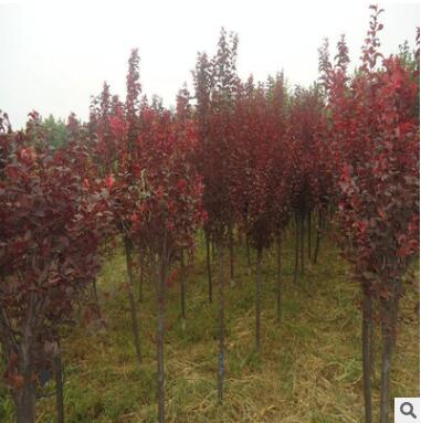 紅葉李/紫葉李批發(fā) 園林行道綠化彩色苗木 紫葉李基地直銷