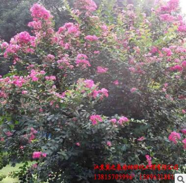 基地直銷紅花紫薇百日紅紫薇苗 園林綠化苗木 行道風(fēng)景紫薇樹苗