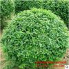基地直銷小葉女貞球 花壇色塊綠籬 常綠灌木 工程籬笆 小葉女貞球