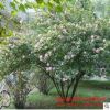 批發木槿 木槿花苗 公園綠化苗木盆栽花卉植物 多花木槿籬笆苗