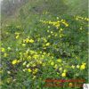 苗圃批發迎春小苗 春季綠化花木園林觀賞花卉常綠灌木 迎春花樹苗