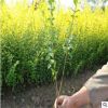基地直銷金葉女貞小苗 彩色綠化苗木 工程用苗 金葉女貞苗批發