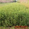 批發紅王子錦帶小苗 園林綠化苗木色塊綠籬常綠灌木 紅王子錦帶