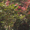紅花繼木