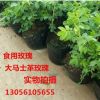 批發(fā)玫瑰花苗 玫瑰小苗 大馬士革食用玫瑰花苗 食用玫瑰花苗