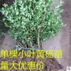 批發(fā)小葉黃楊苗 瓜子黃楊球大葉黃楊苗