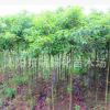 批發供應工程綠化樹木 香樟 苗 規格齊全 現貨