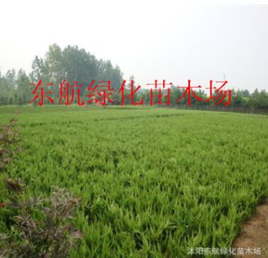 供應(yīng)龍柏 嫁接龍柏苗 色塊專用龍柏 塔柏樹苗 40--50高