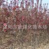 批發(fā)紅寶石海棠 西府海棠樹苗 3至5公分紅寶石.西府海棠樹苗