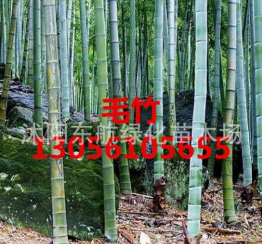 批發(fā)毛竹 工程苗青竹 金香玉竹 紫竹 毛竹小苗 楠竹
