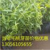 批發(fā)毛桃苗 10-15公分高毛桃芽苗 嫁接專用毛桃苗 紫葉桃芽苗