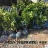 【樹友苗木】正宗黃巖蜜桔樹苗（本地早）2年帶土球蜜桔橘子樹苗