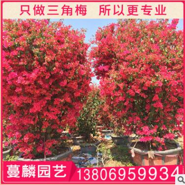 三角梅盆景 漳州基地直銷 大量供應(yīng) 1.5米 規(guī)格齊全