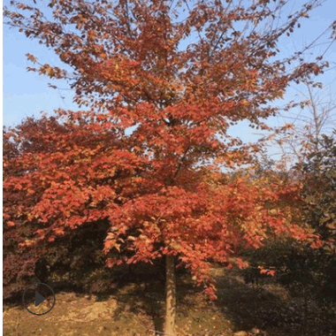 批發綠化園林工程苗 三角楓樹苗 優質三角楓小苗 規格齊全價格優