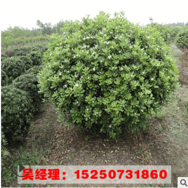 供應(yīng)工程綠化海桐球樹(shù)苗規(guī)格齊全 山東工程綠化苗 海桐苗貨源足