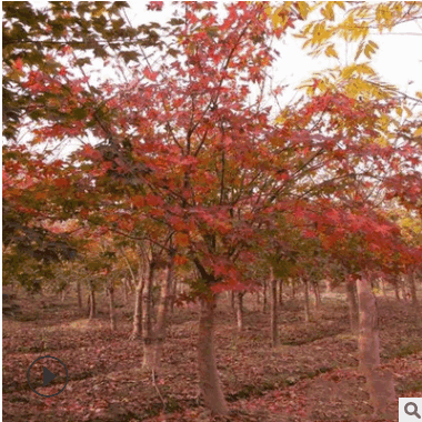 基地批發(fā)五角楓大樹(shù) 五角楓樹(shù)苗 五角槭樹(shù)苗 規(guī)格齊全量大優(yōu)惠