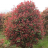 批售紅葉石楠 8CM紅葉石楠桿冠幅150CM