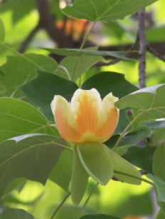 馬褂木