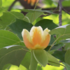馬褂木