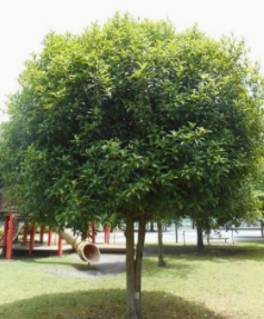 大葉女貞