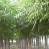 速生柳