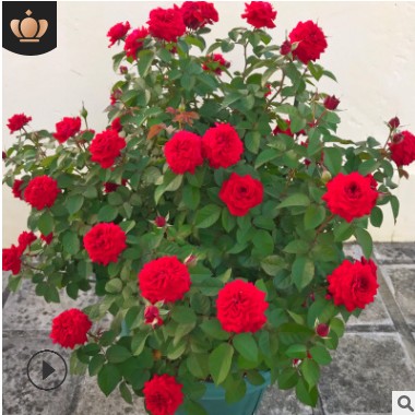 月季花盆栽灌木大花濃香型陽臺植物庭院薔薇玫瑰花卉四季開花大苗