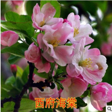 海棠樹苗 垂絲海棠 庭院耐寒植物別墅風景樹 西府海棠綠化樹苗