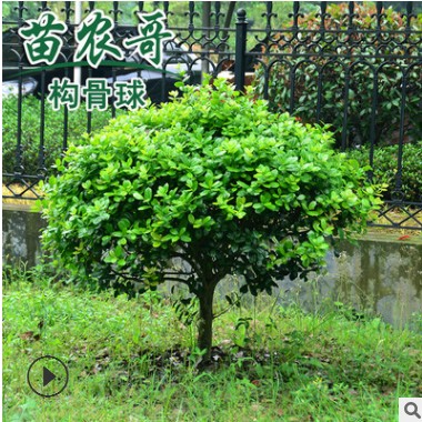 出售四季常青無刺枸骨球 圣誕果 無刺枸骨果 大小規格齊全 包郵