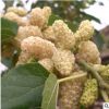 果桑2年盆栽苗 家庭桑樹桑葚盆栽果樹【白玉王】果樹苗 桑樹樹