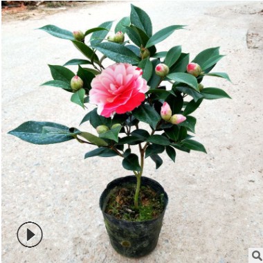 山茶花批發 五色香妃盆栽 室內庭院種植云南茶花樹苗 帶花苞發貨
