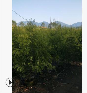大量供應黃金寶樹黃金寶樹大規(guī)格齊全黃金寶樹