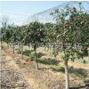 供應庭院觀花耐冬 茶花耐冬小苗 園林綠化耐冬小苗