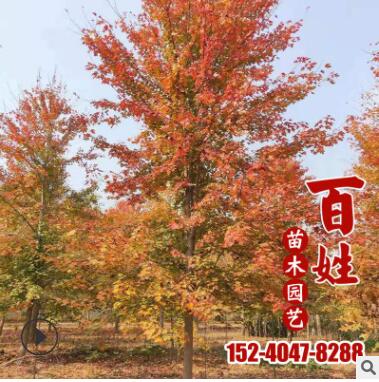 供應(yīng)庭院盆栽綠化苗木觀賞美國(guó)紅楓樹(shù)苗工程綠化苗木行道觀賞喬木