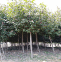 高桿紅葉石楠
