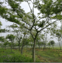 樸樹