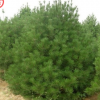 山陽縣峰發苗木種植白皮松 單品主打
