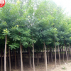 山陽縣峰發苗木種植國槐