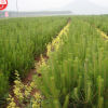 山陽縣峰發苗木種植油松