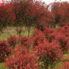 山陽縣峰發苗木種植紅葉石楠