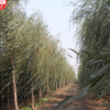 山陽縣峰發苗木種植垂柳