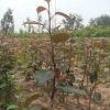 批發定桿蘋果苗 1-3公分紅富士蘋果 大量出售優質矮化蘋果樹苗