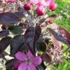 長期出售短枝蘋果樹苗 煙富3號蘋果苗 當年結果紅富士蘋果樹苗