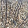 基地直銷嫁接蘋果苗 早熟豐產性強矮化蘋苗 品種純正蘋果樹苗