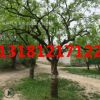 山東棗樹(shù) 山東古棗樹(shù) 占地大棗樹(shù) 百年高齡直徑25-30-35-40公分