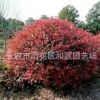 供應紅葉石楠球 冠幅150cm紅葉石楠球 精品紅葉石楠球 價格實惠